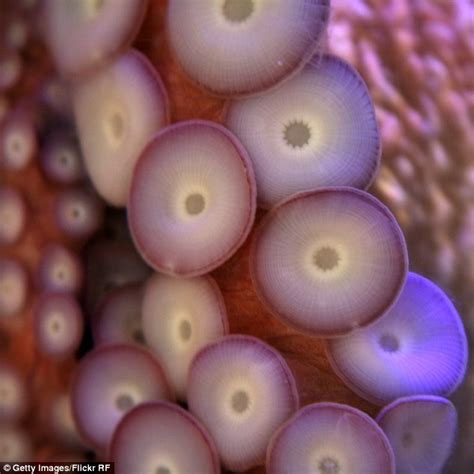 Octopus Skin 2025